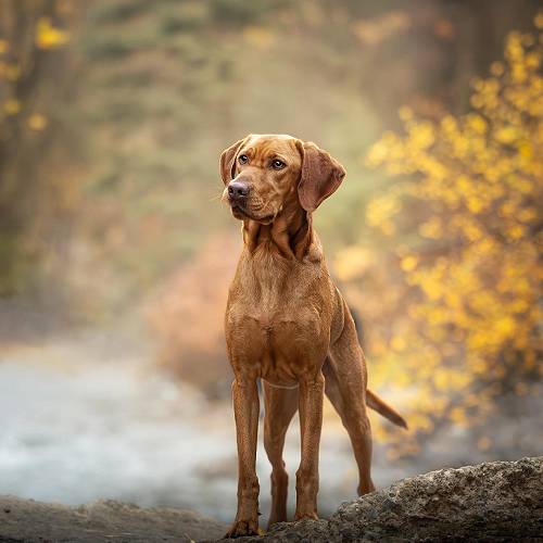 Award-winning photograph Misty Morning by Lauren Sumida, 2026 MUSE Photography Awards Gold Winner