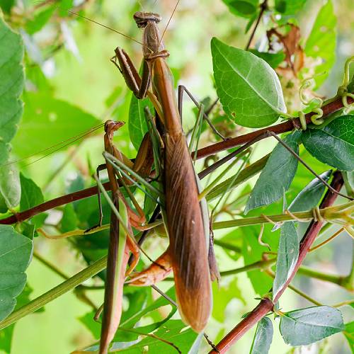 Award-winning photograph Saboteur in the Shadows by Kazuomi Kawazu, 2026 MUSE Photography Awards Silver Winner