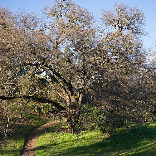 Award-winning photograph Effie Yeaw Nature Center by Mark Yashinsky, 2026 MUSE Photography Awards Silver Winner