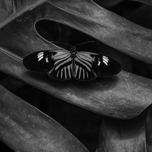 2026 MUSE Photography Winner - A Sinister Nature by Matthew Bassett