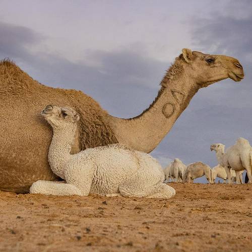 Award-winning photograph CAMELS by Hail Region Development Authority, Mohammed AL-khamsan, 2026 MUSE Photography Awards Gold Winner