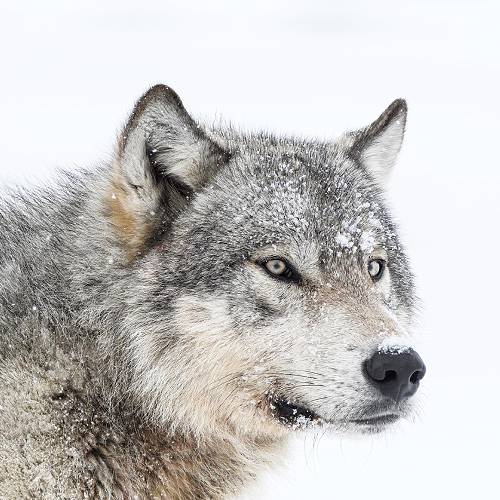 Award-winning photograph MAHIKAN - The wild wolves of Far North Canada by Dorota SENECHAL, 2026 MUSE Photography Awards Gold Winner