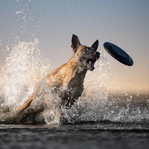 2026 MUSE Photography Winner - Target Locked  by Tracey McIntosh