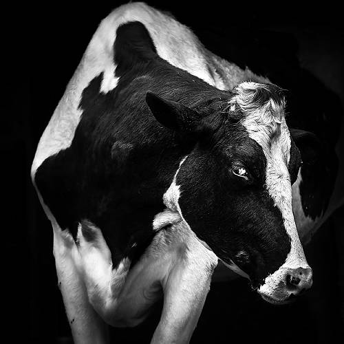 Award-winning photograph Cattle by Masaru Takagi, 2026 MUSE Photography Awards Gold Winner