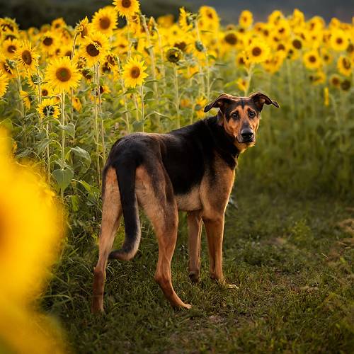 Smoke in the Sunflowers 