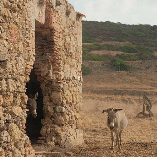 Award-winning photograph Feral by Wanling Wu, 2026 MUSE Photography Awards Gold Winner