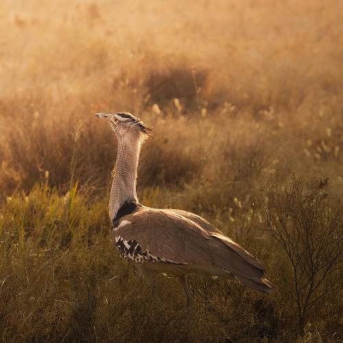 Award-winning photograph Let There Be Dawn by Ruomeng Tian, 2026 MUSE Photography Awards Platinum Winner