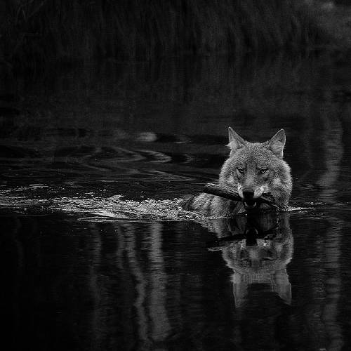 Black Water – Grey Wolf