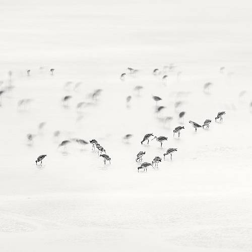 Low Tide. Coastal Birds 