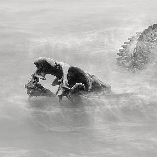 Award-winning photograph Serpent d’Océan  by Rolandas Urbonavicius, 2026 MUSE Photography Awards Gold Winner