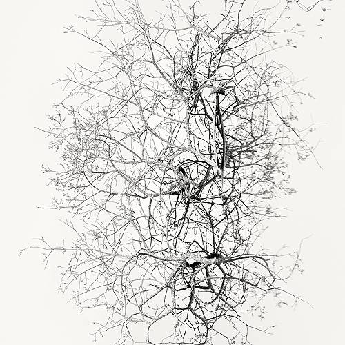 Award-winning photograph Early Spring. In the Mirror  by Rolandas Urbonavicius, 2026 MUSE Photography Awards Silver Winner