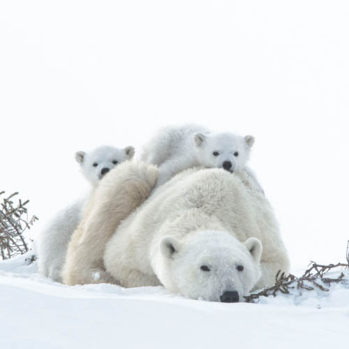 MUSE Photography Awards Gold Winner - WAPUSK POLAR BEARS by DOROTA SENECHAL