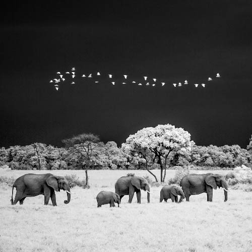 MUSE Photography Awards Gold Winner - Infrared African Wildlife by Paolo Ameli