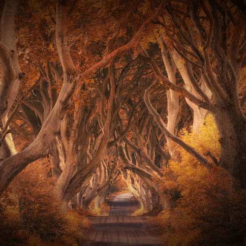 MUSE Photography Awards Gold Winner - the dark hedges by Judith Kuhn