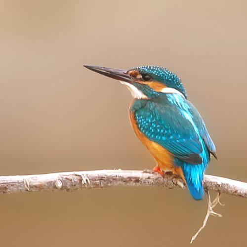 MUSE Photography Awards Silver Winner - Kingfisher by Judith Kuhn