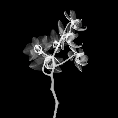 An Orchids Life - Photography Winner