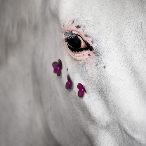 MUSE Photography Awards Silver Winner - Blossomhorse  by Theresa Hildebrandt