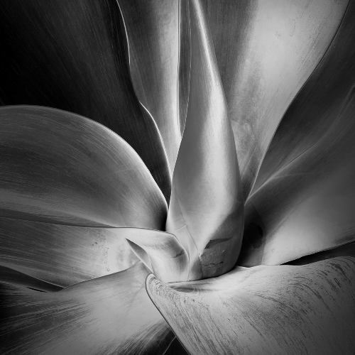 MUSE Photography Awards Silver Winner - Agave by Paolo Sarti