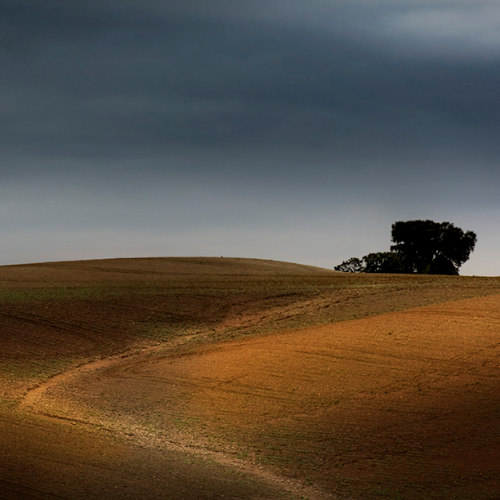 MUSE Photography Awards Silver Winner - Tree and path by Vicente Sargues