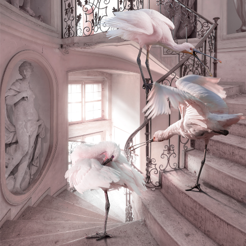 MUSE Photography Awards Silver Winner - Symphony In Pink by Cheraine Collette