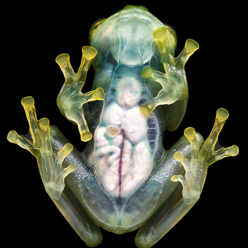 MUSE Photography Awards Silver Winner - Amazonian glass frog by ARUN MOHANRAJ