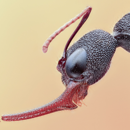 MUSE Photography Awards Platinum Winner - Harpegnathos Venator - jumping ants by ARUN MOHANRAJ
