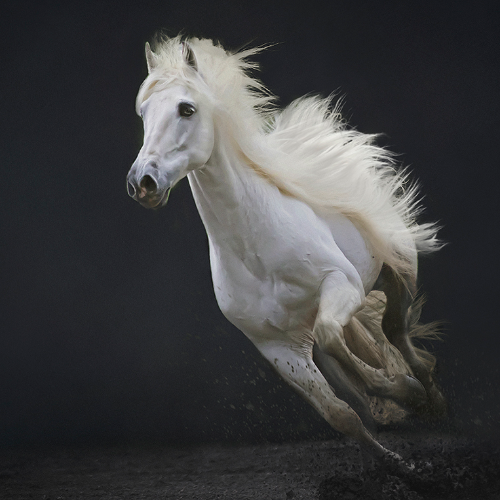 MUSE Photography Awards Gold Winner - Horses in action by Sarah Zentjens