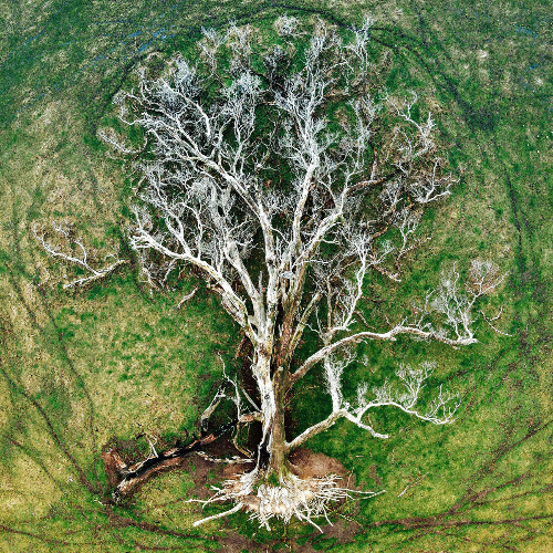 MUSE Photography Awards Silver Winner - Tree of Life by Julie Kenny