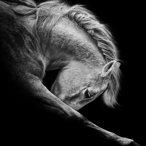 MUSE Photography Awards Gold Winner - Horsescapes by Nina Spiekermann