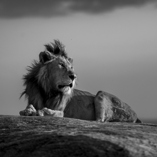 MUSE Photography Awards Silver Winner - King on the Kopjes by Jules Oldroyd