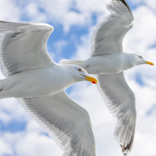 MUSE Photography Awards Gold Winner - Nordic Gulls by Nathan Myhrvold