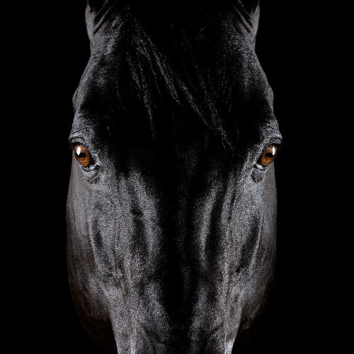 MUSE Photography Awards Gold Winner - Horse Soul by Tony Mendes