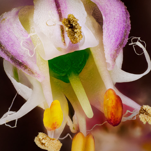 MUSE Photography Awards Silver Winner - Leek Flower by Nathan Myhrvold