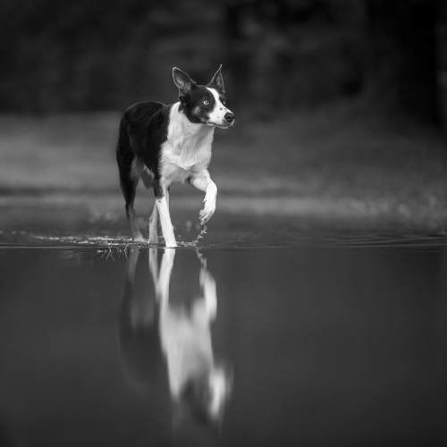 MUSE Photography Awards Gold Winner - Playing with Puddles by Ina Jalil