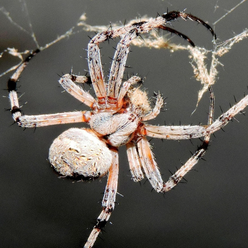 MUSE Photography Awards Platinum Winner - Tiny Spider by Dawn Renee Darnell