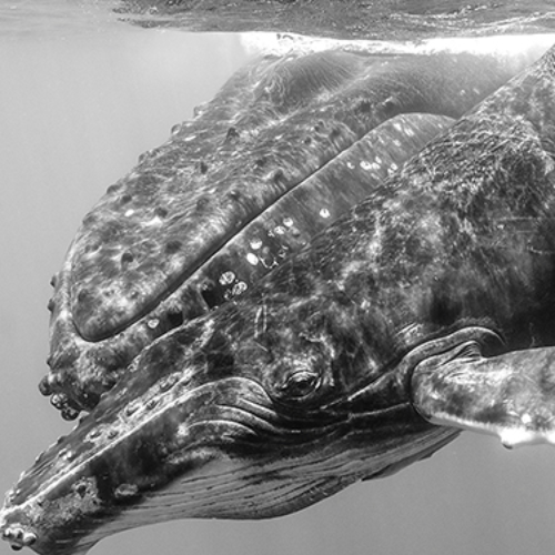 MUSE Photography Awards Silver Winner - Humpback Mon and Calf by Zola Chen