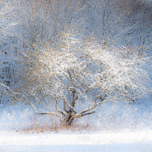 MUSE Photography Awards Silver Winner - Winter Snow by Tim William Owen