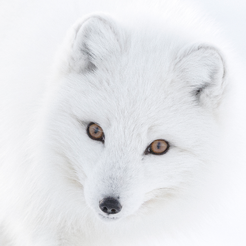 MUSE Photography Awards Gold Winner - WHITE ON WHITE by Dorota SENECHAL