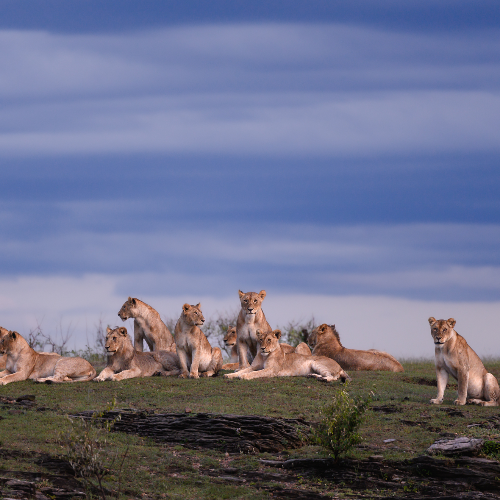 MUSE Photography Awards Gold Winner - Queens of Mara by Amish Chhagan