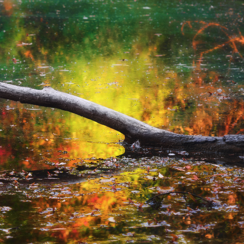 MUSE Photography Awards Silver Winner - Nature is colorfull by Ranghiasci Raffaele