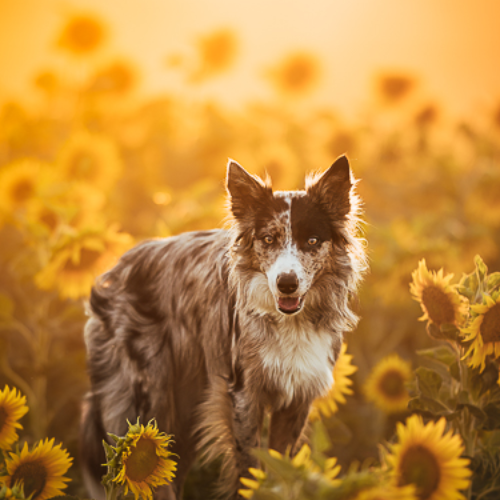 Sunflowers - Photography Winner