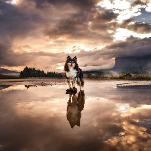 MUSE Photography Awards Gold Winner - Peaks and Paws: Shelties Conquer the Mountain Heights  by Daniela Schmid