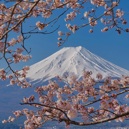 MUSE Photography Awards Gold Winner - Mt. Fuji hugged by cherry blossom by Tim Tsao