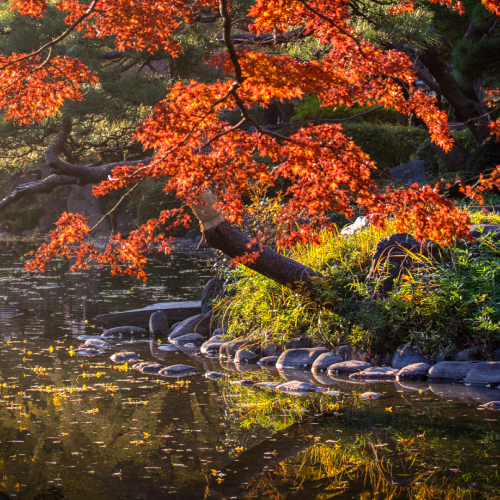 MUSE Photography Awards Gold Winner - A Tokyo Autumn: Reflections of Nature's Palette by Tim Tsao