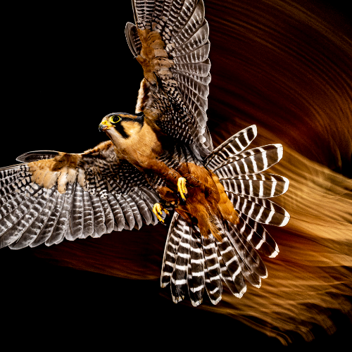 Phoenix bird - Photography Winner