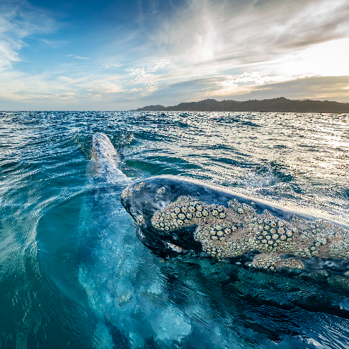 MUSE Photography Awards Silver Winner - Grey whales mating by Andrea Izzotti
