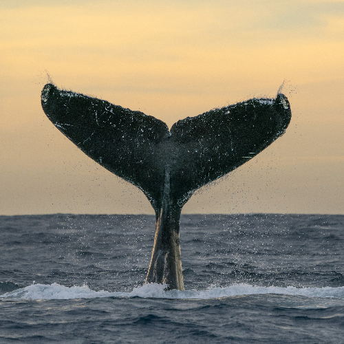 MUSE Photography Awards Gold Winner - The totem by Andrea Izzotti