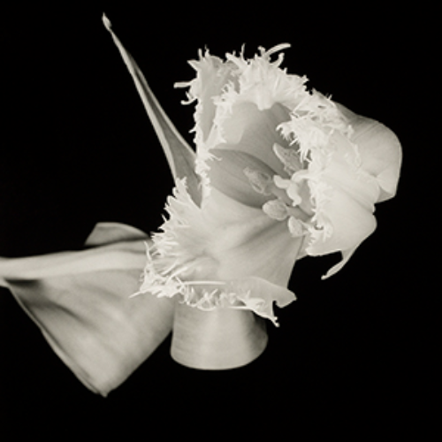 MUSE Photography Awards Gold Winner - Minus Color, Fringed Tulip by Dale M Reid