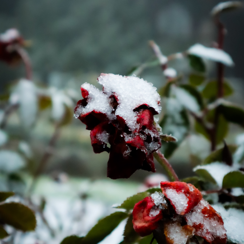 MUSE Photography Awards Silver Winner - Roses by Mateusz Brejnak