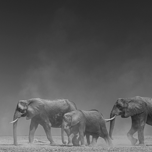 MUSE Photography Awards Silver Winner - Elephants & Dust by Jules Oldroyd